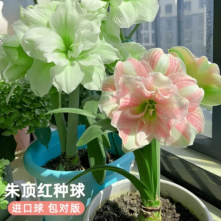 【常年开花】进口重瓣朱顶红花卉室内外阳台庭院耐寒热盆栽植物易活