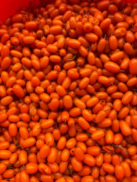 呼伦贝尔特产，野果子，沙棘果，冷冻沙棘果，一斤三斤五斤