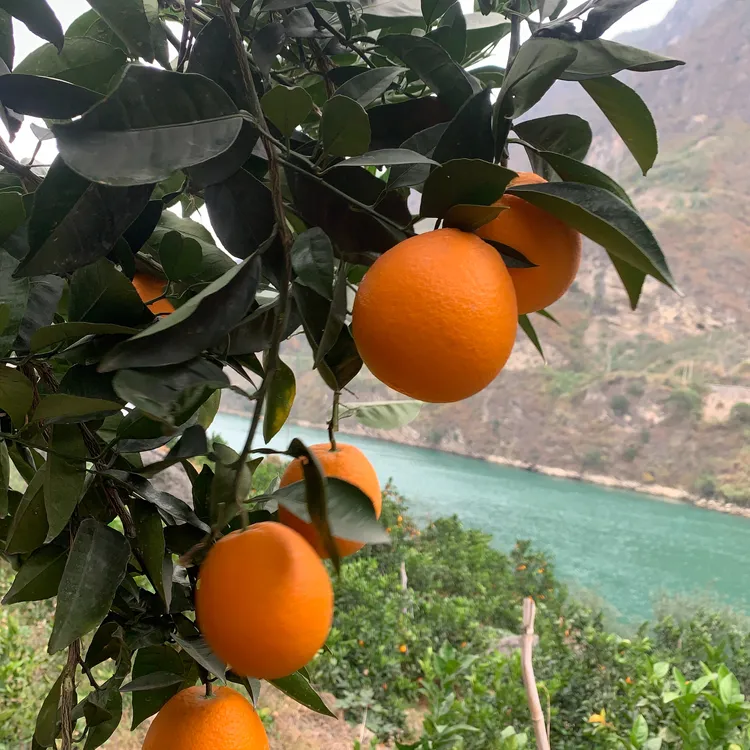 正宗四川雷波雷波脐橙纽荷尔产地直发雷波脐橙孕妇水果包邮