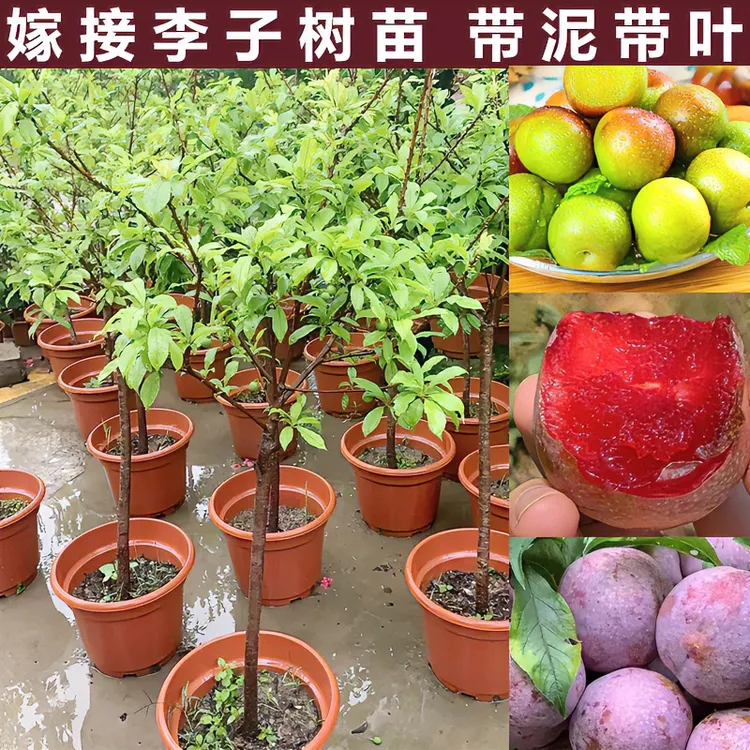 正宗钱排银妃三华生长树苗嫁接水果苗红心三月早熟生长苗南方种植