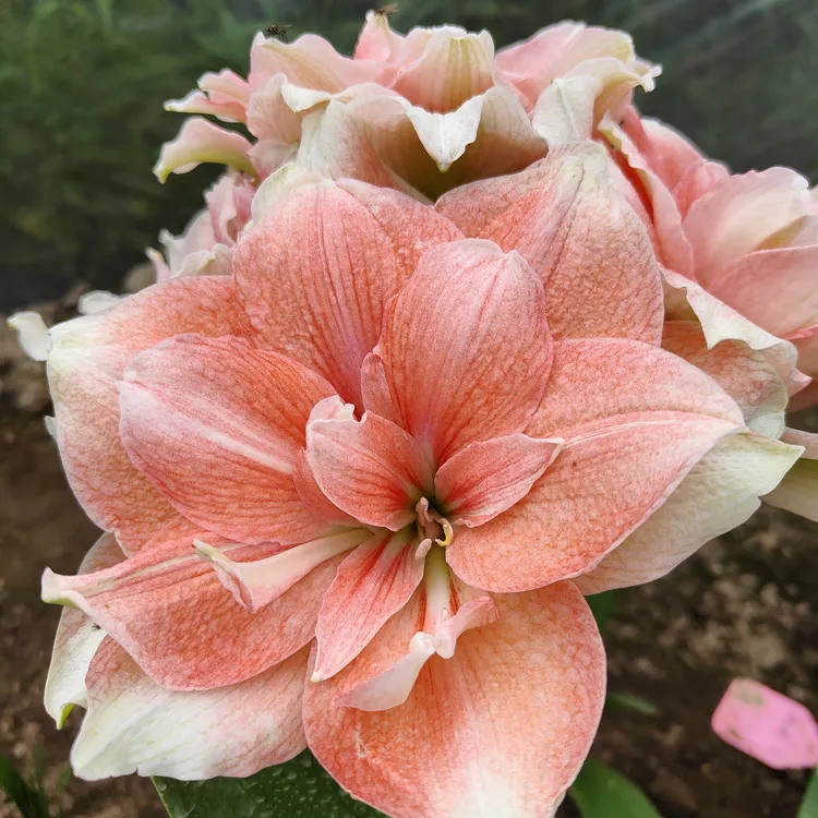 秘鲁朱「珊瑚之星」重瓣朱顶红多年生花卉 种植小苗