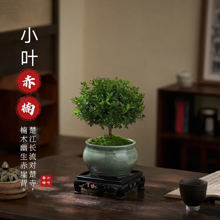 【墨绿冰裂】小叶赤楠盆景易活迷你开花结果好养绿植