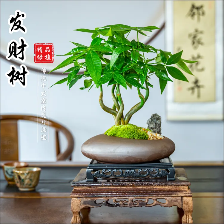 【五福发财树】小盆栽办公桌植物茶几好养招财树中式禅意摆件造型