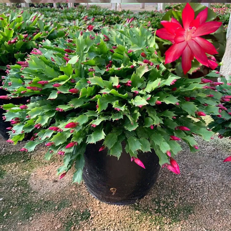 蟹爪兰花苗盆栽带花苞室内阳台花卉四季开花原盆原土好养绿植多肉