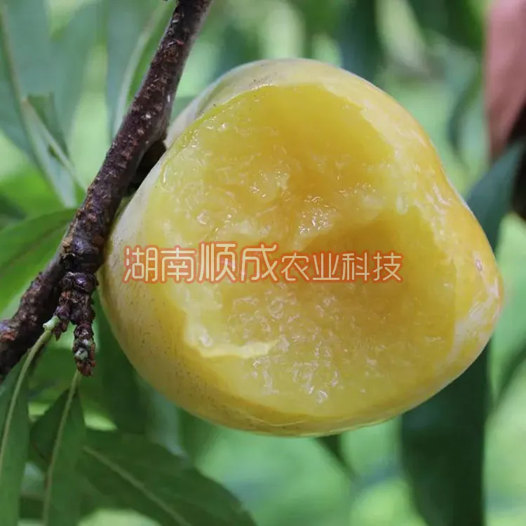 果树苗木李子树苗黄金奈李苗李树苗南北均可种植香甜可口自花结实
