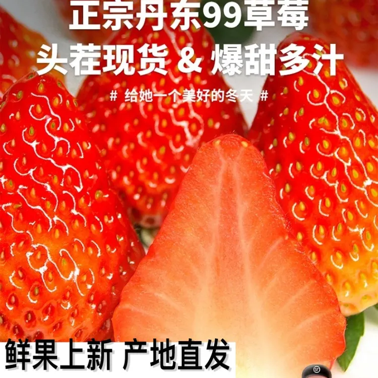 【双旦限定】正宗丹东99 丹东草莓现采现摘顺丰冷链包邮包赔