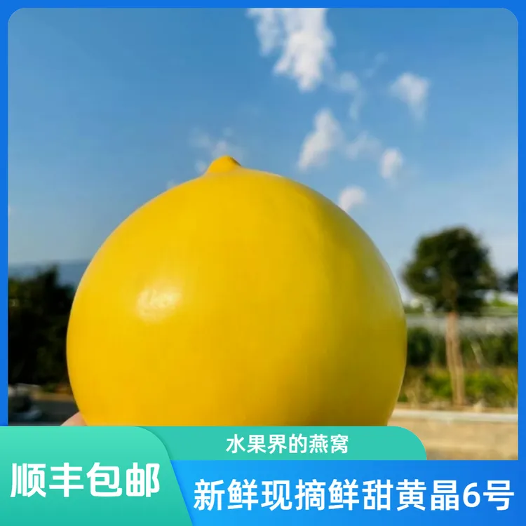 （粉丝福利）黄晶果新鲜现摘鲜甜果冻口感水果界的燕窝顺丰包邮