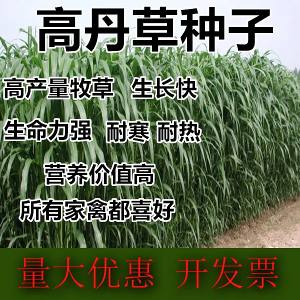 高丹草优质牧草四季可种种籽喂鸡鸭鹅牛羊猪兔鱼四季高产牧草种植