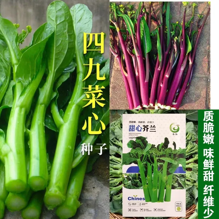 籽种拍三送一四季甜菜苔/红菜苔/甜心芥兰白菜苔种子家庭种植蔬菜