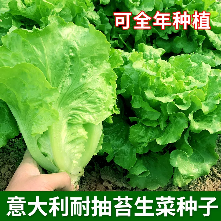 生菜种子大全全年耐抽苔生菜奶油生菜种子家庭种植高产蔬菜种子
