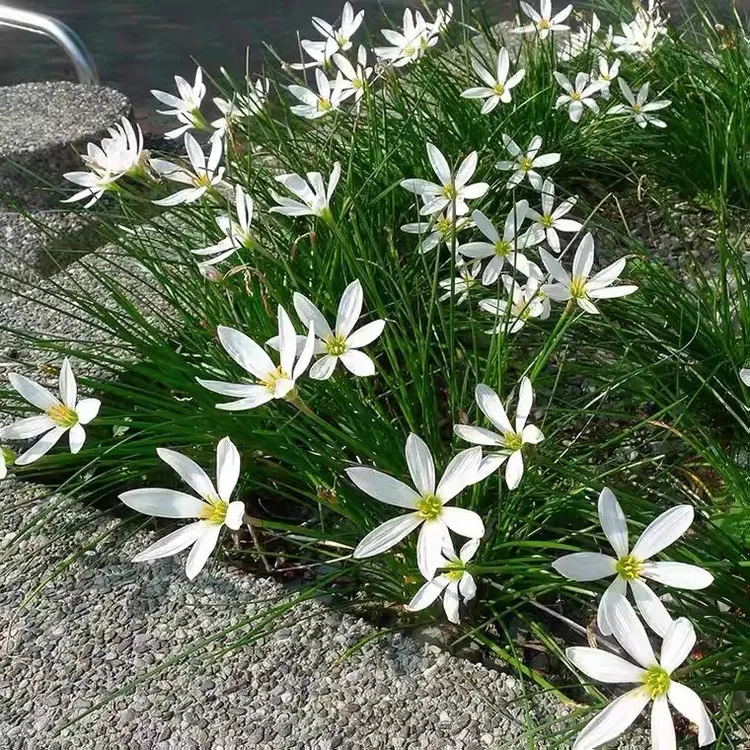 葱兰花苗韭兰风雨兰种球花卉葱莲多年生耐寒四季播种庭院绿化花苗