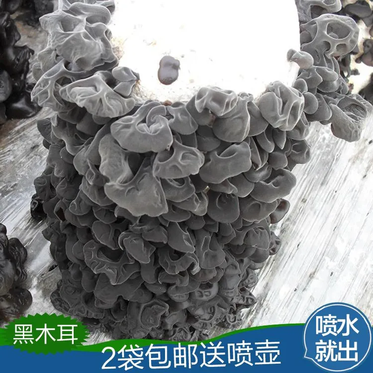 黑木耳菌包菌种蘑菇菌种子菌菇包种盆栽蘑菇食用菌棒邮包室内蘑菇