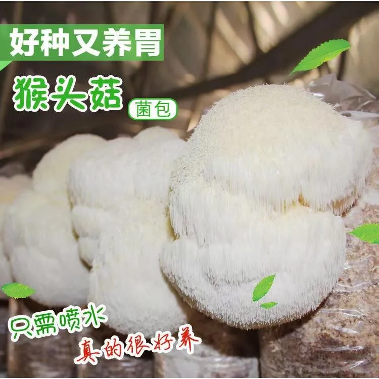 猴头菇菌种菌棒食用菌菇家庭室内阳台盆栽种植菌包菌菇蘑菇种植包