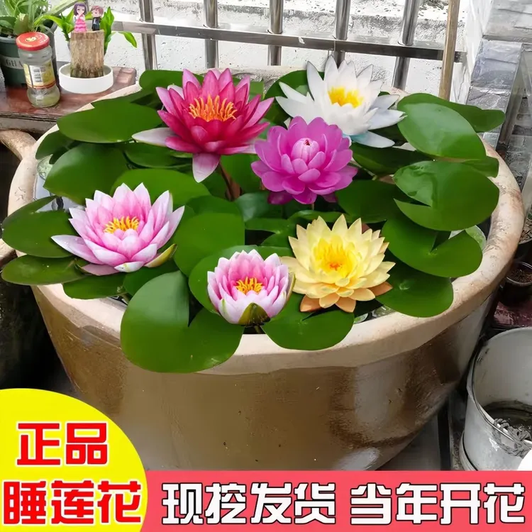 睡莲水培植物四季莲花盆栽水养花卉苗荷花种藕碗莲大睡莲根茎水培