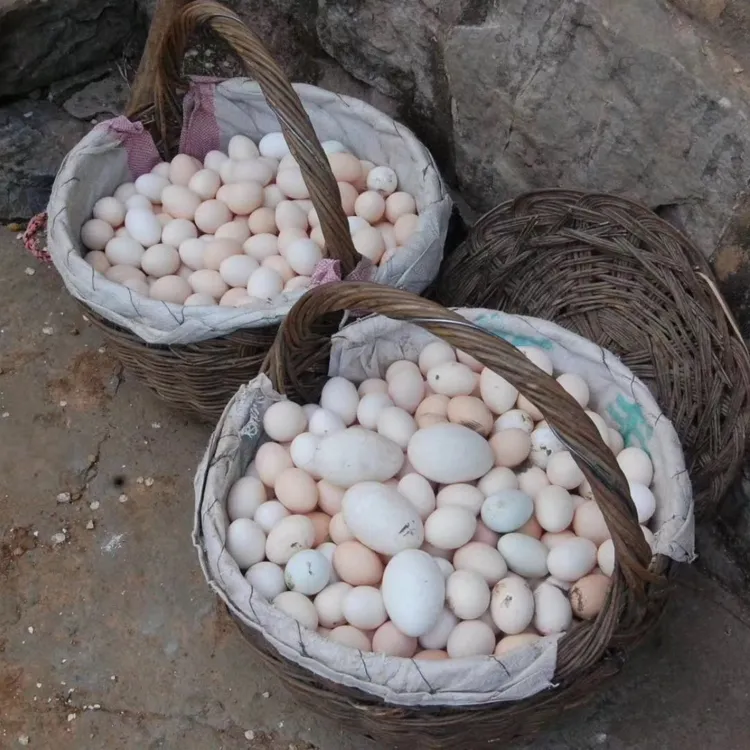 太行山山林纯天然纯粮散养土鸡蛋家庭实惠装（30枚/箱）