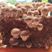 金普溯源菇香菇1盒送1盒京东送货上门