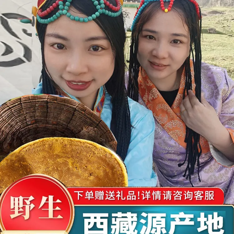 【西藏真野生】 林芝波密县正宗桑树桑黄野生特级泡茶煮水正品