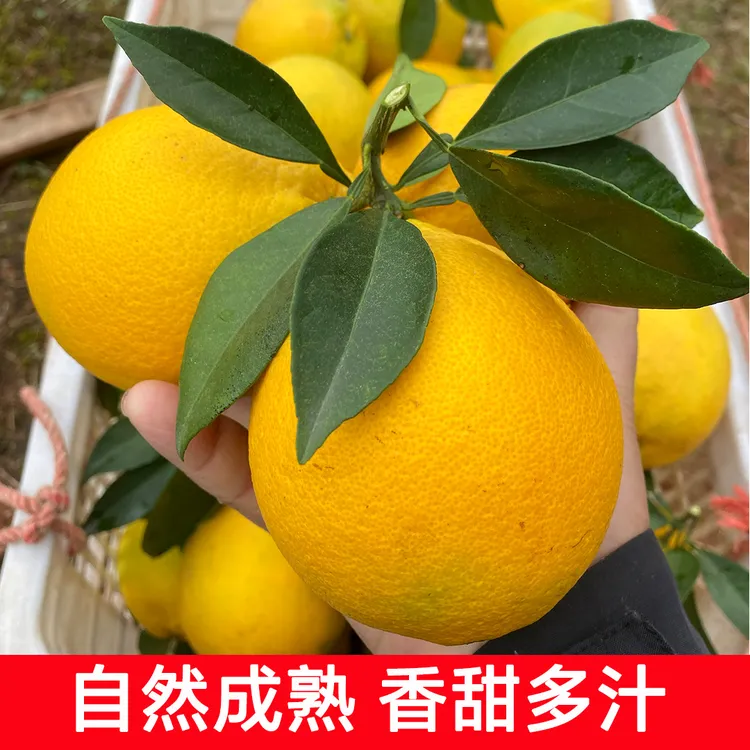 （信丰直发 京东快递）正宗赣南脐橙江西赣州新鲜水果儿童孕妇水果