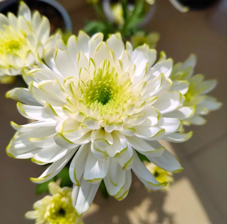 （基地直发）多品种鲜花盆栽带花四季开阳台菊花室内室外庭院花卉