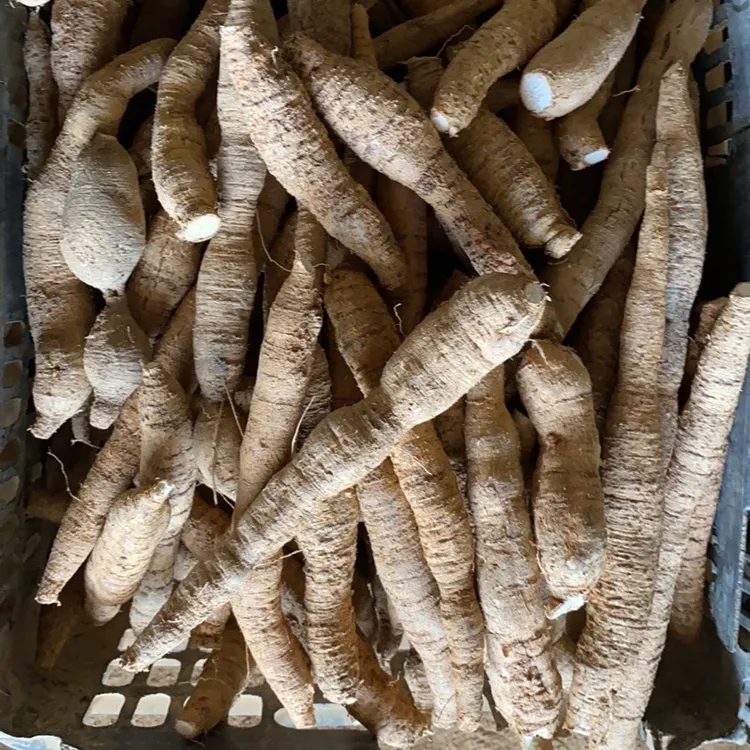 华盛农业新鲜牛大力小圆薯500g正宗金钟根牛古大力煲汤牛大力包邮