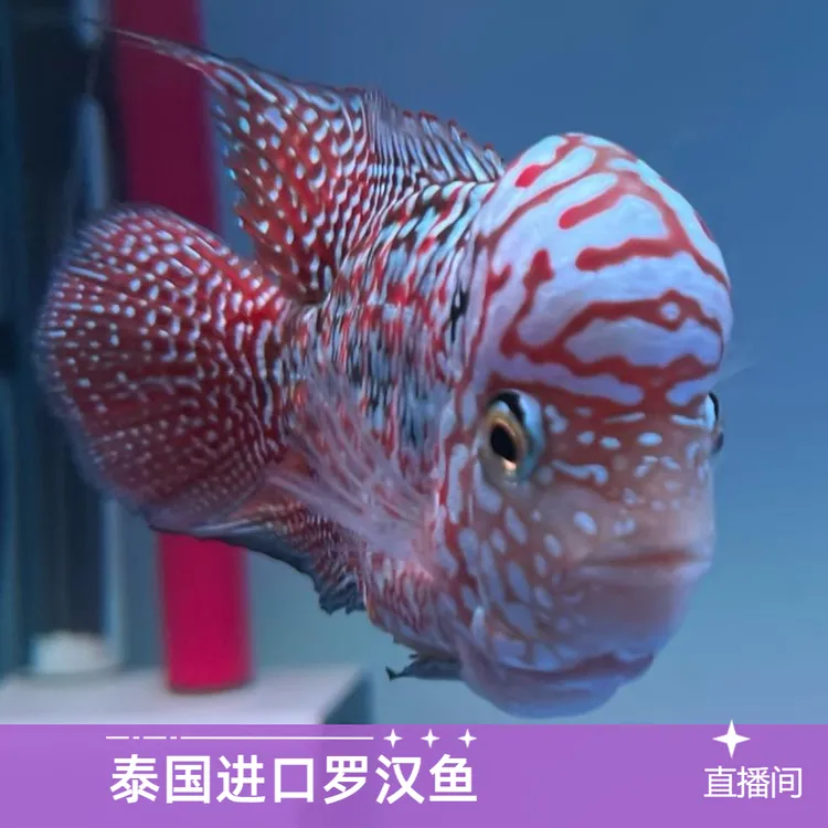 泰国进口观赏罗汉鱼泰金幻彩虹退沙红金花火凤蛇纹泰古典精品鱼苗