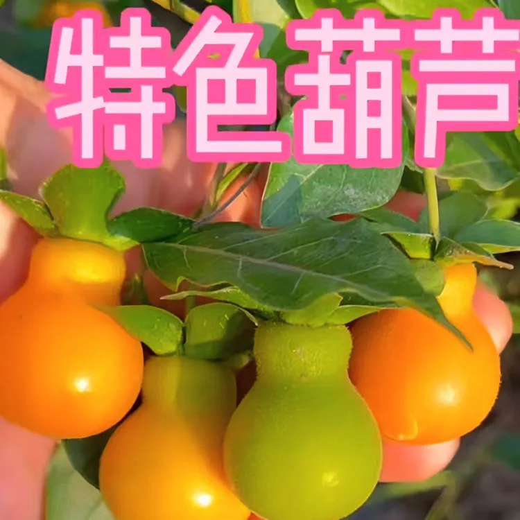 特色葫芦品种苗，
