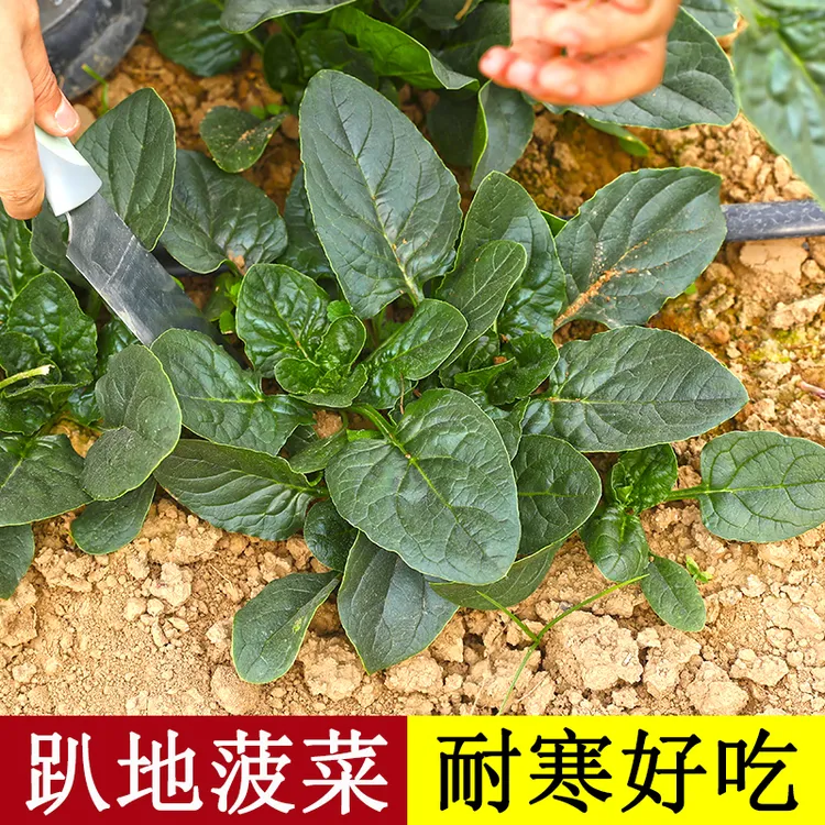 趴地菠菜种子四季波菜种籽孑子大全冬季蔬菜农家青菜籽种耐寒菜种