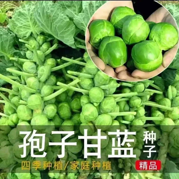 【孢子甘蓝种子】抱子甘蓝抗热四季播种小包菜种籽阳台盆栽蔬菜种孑
