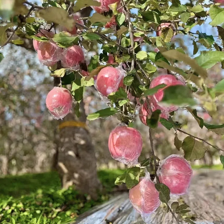 23年冰糖心红富士苹果5斤9斤泡沫箱装脆甜多汁山西临猗当季高原果