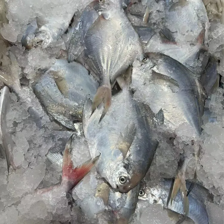 【4条/斤】新鲜野生海捕银鲳鱼白鲳  速冻锁鲜发货肉质鲜嫩 清蒸