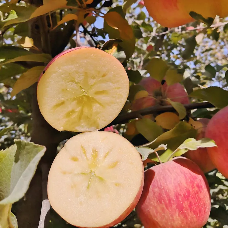 【新疆直发】阿克苏冰糖心苹果脆甜多汁红富士新鲜水果净重包邮