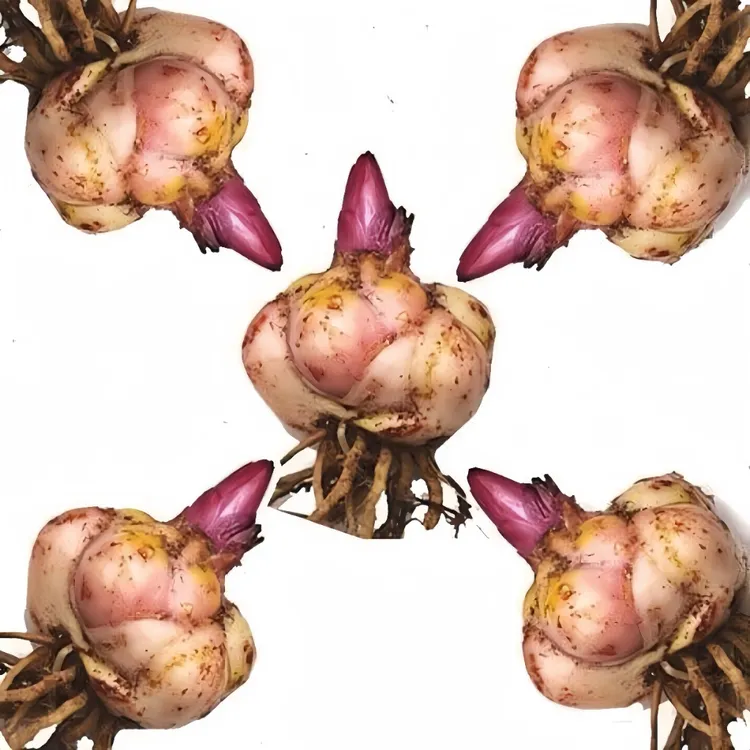 【带芽发货】香水百合种球带芽重瓣百合盆栽阳台进口浓香型绿植种植