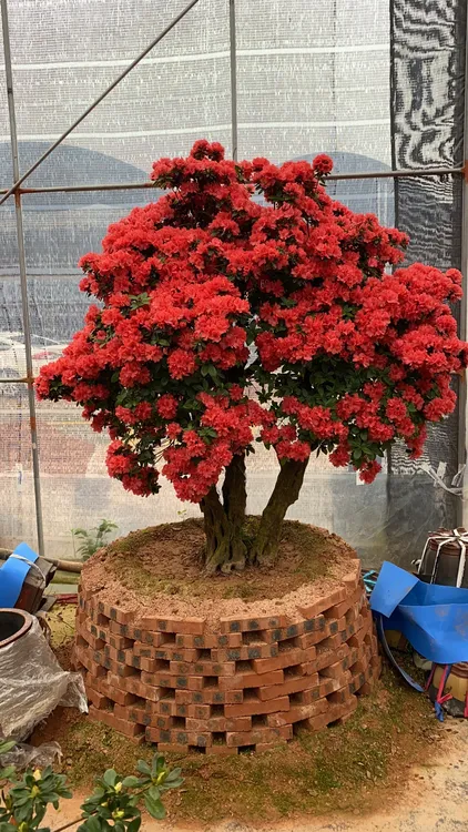 （一物一拍）杜鹃花耐寒耐热地栽盆栽