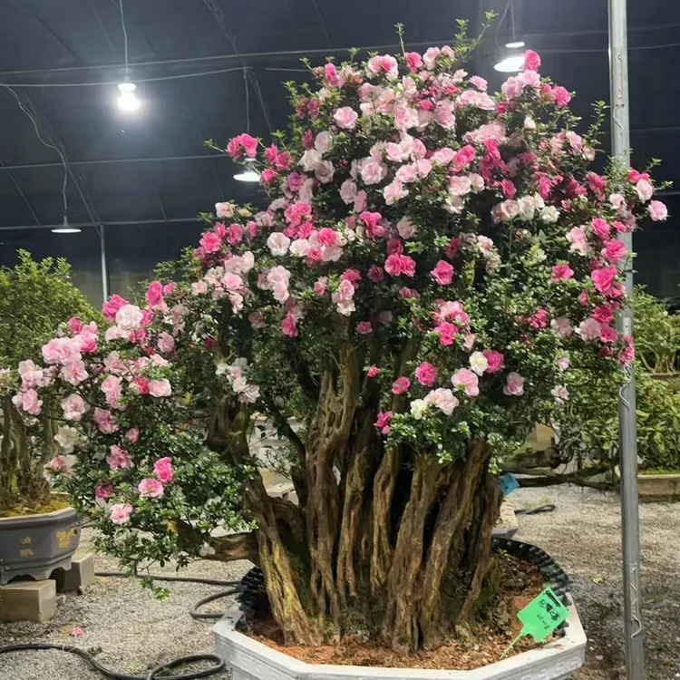 三角梅杜鹃花石楠花耐寒耐热映山红盆景户外老桩花卉粉色基地直销