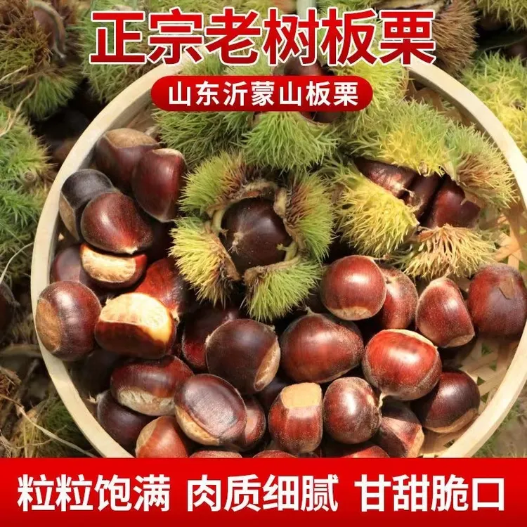 山东沂蒙山老树板栗新鲜毛栗油栗子精选3-5斤香甜好去皮