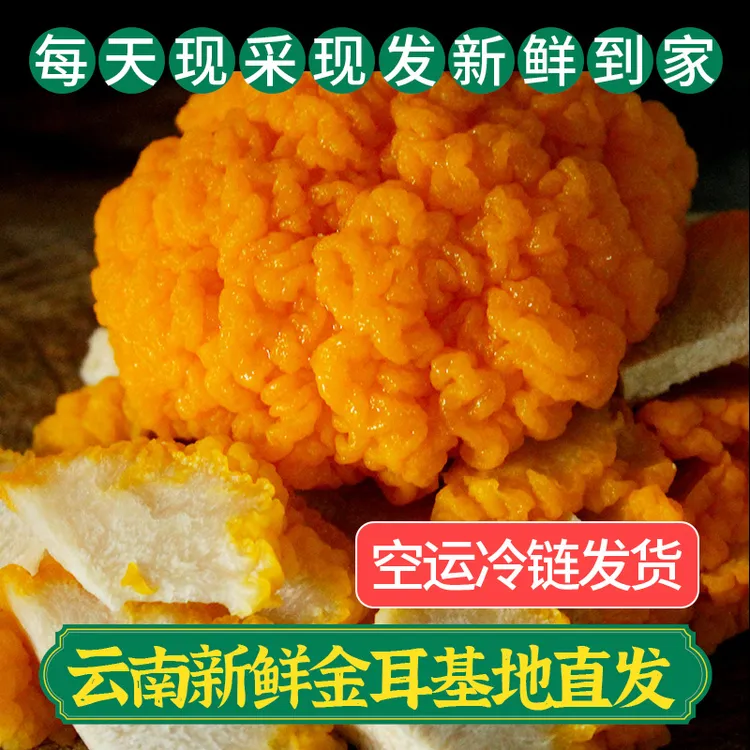 云南新鲜金耳菌大朵黄金耳现采现发精选刺身级别冷链发货