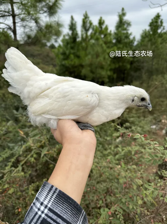 两个月白羽绿壳雪峰山乌骨鸡（一斤以上）