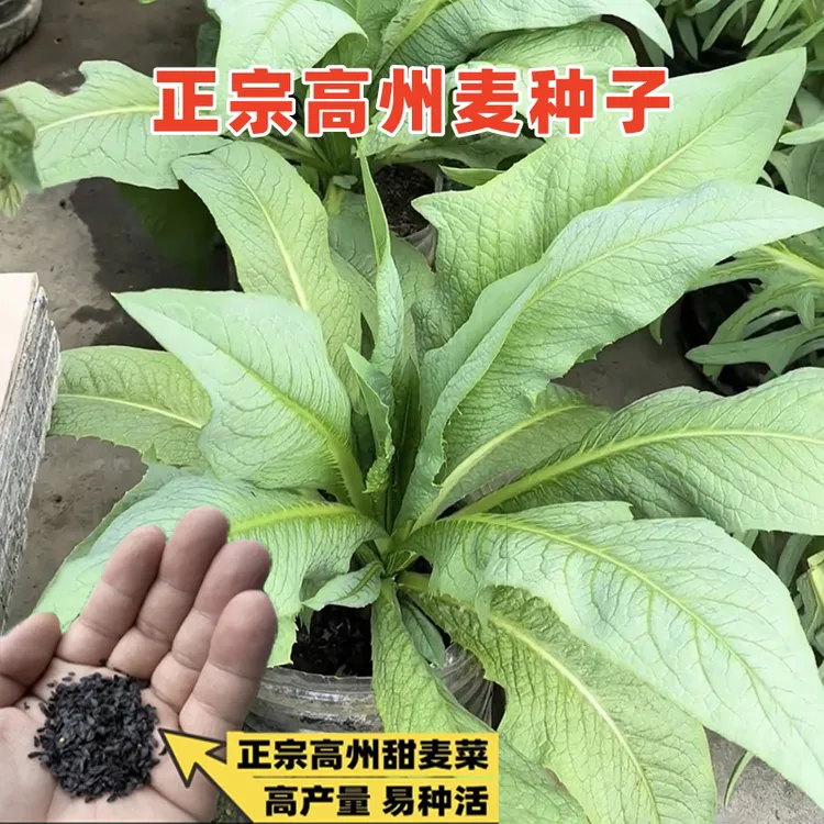 高州甜麦菜秧苗种子南方苦麦蔬菜四季播种阳台盆栽油麦青菜籽批发