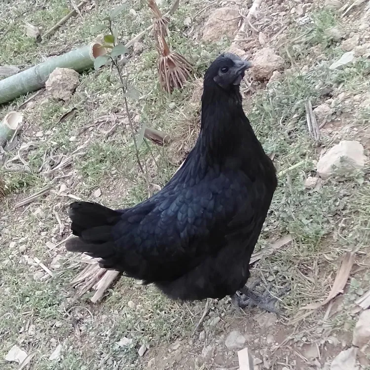 跑山散养五黑一绿老母鸡2年以上