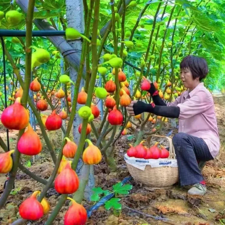 超大果无花果树苗盆栽地栽南北方种植 抗严寒 耐高温