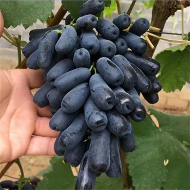 --蓝宝石葡萄苗--盆栽地栽阳台庭院南方北方种植葡萄树苗