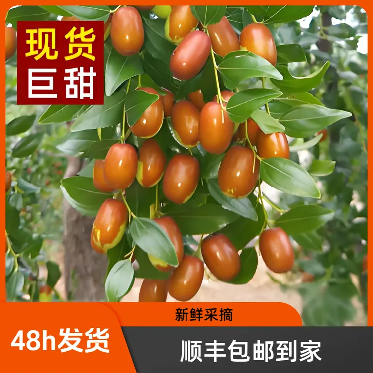 东北特产朝阳孙家湾大枣新鲜天然成熟发货产地精选健康