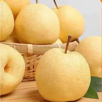 山西贡梨酥梨当季新鲜皮薄肉厚酥脆无渣颗颗爆汁产地直供6-9个