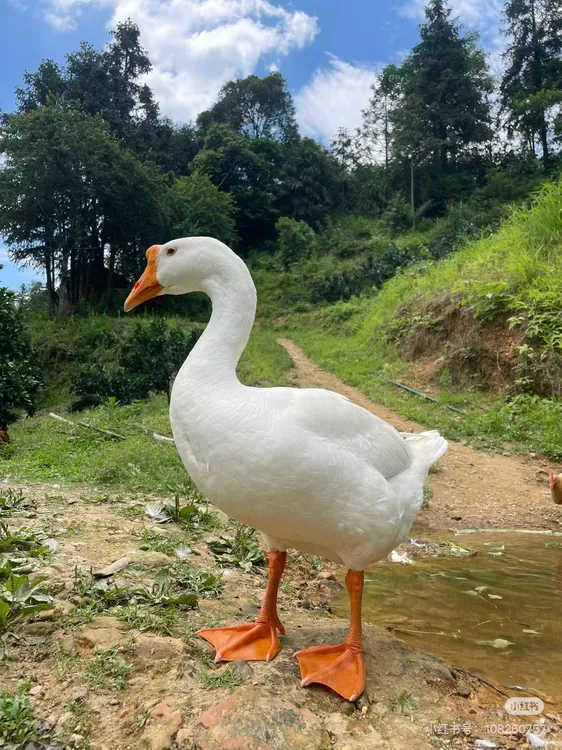 东北树林散养大鹅
