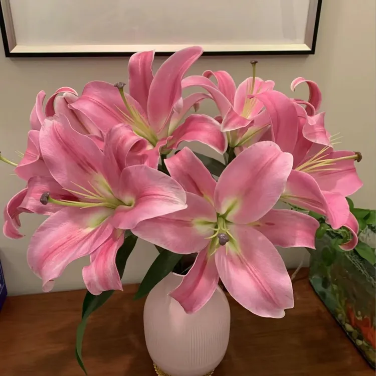 【源头优选百合鲜花直播】普拉芬多 香水百合花 基地鲜花批发直播