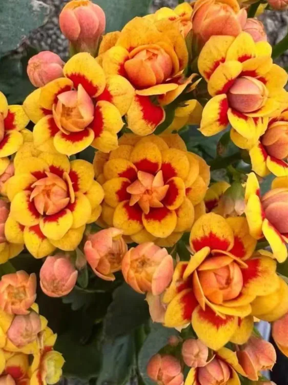 【洛桑女神】长寿花重瓣大花带花苞