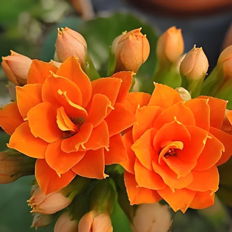 【安妮斯】重瓣长寿花带花苞