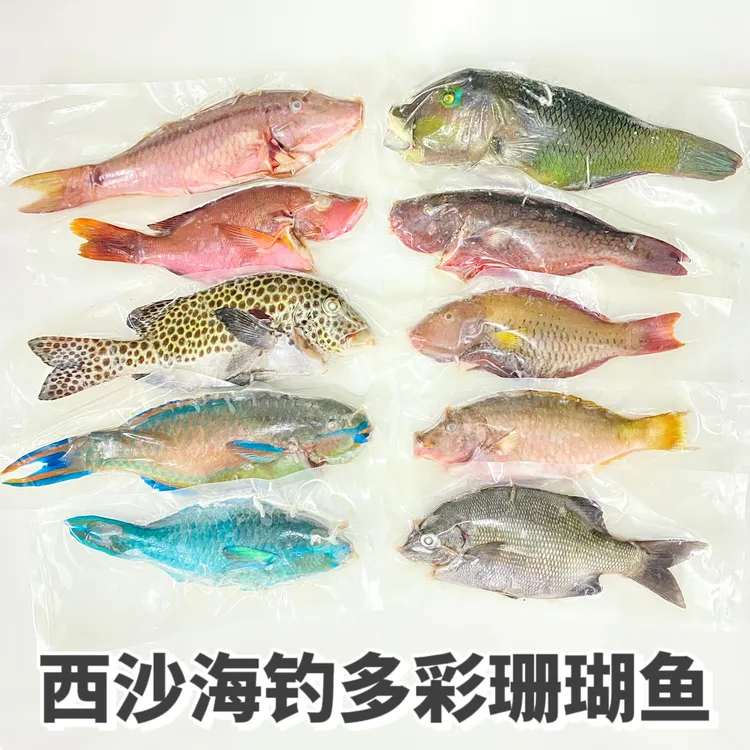 西沙青衣珊瑚鱼鹦哥鱼多彩混搭套餐深海钓口海鱼冷冻海鲜丰收季