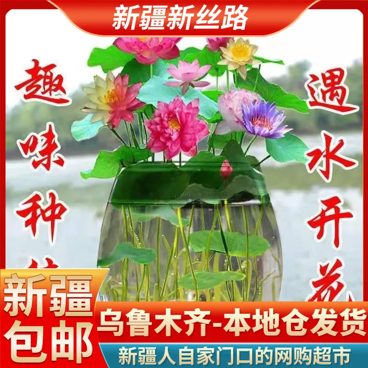 20颗【新疆包邮】无土水培碗莲种子创意微景观水养睡莲荷花四季开花