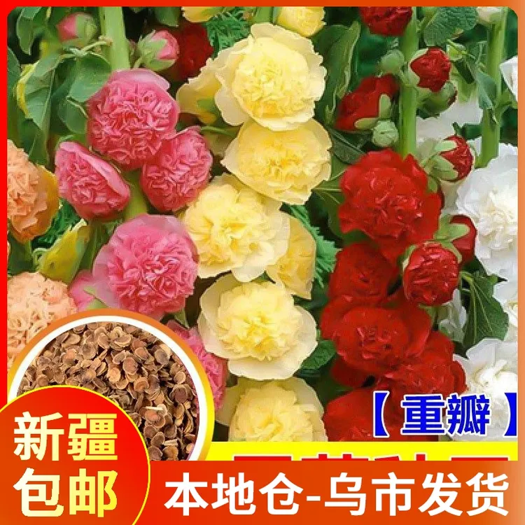 【9.9/100颗新疆包邮】重瓣蜀葵种子种籽盆栽花园花卉播种花肥组合